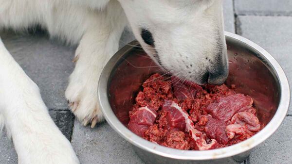 Švýcarský ovčák očuchávající misku se syrovým masem