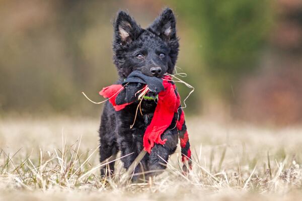 Co je příčinou pohybových potíží u psů?