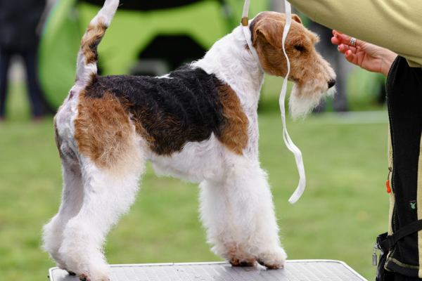 pes s dokonalou srstí