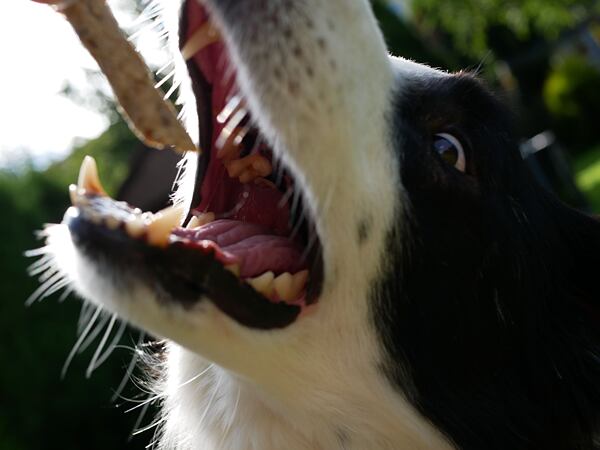 Mňamky pro parťáky