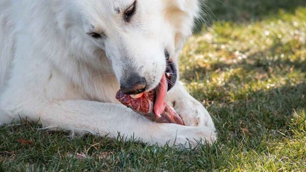 Švýcarský ovčák žere hovězí kost obalenou masem