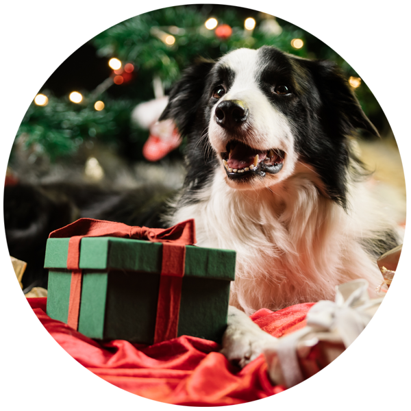 Vánoční balíčky pro psy