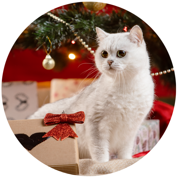 Vánoční balíčky pro kočky
