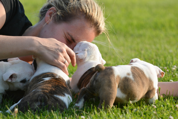 Krmivo pro velkou smečku