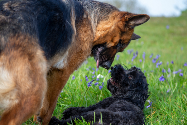 Kdy přejít ze štěněčích granulí na dospělé?