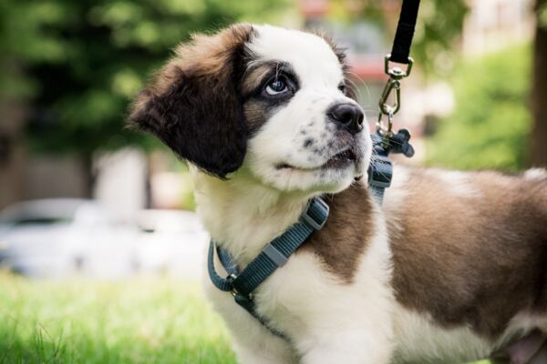 Jak vybrat krmivo pro štěňata