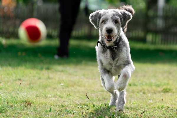 šťastný pes, který má dostatek vitamínů
