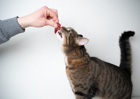 Kočka a maso: Pádné důvody, proč ho potřebuje