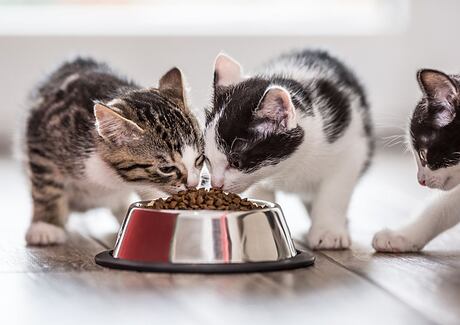 Jak vybrat kvalitní krmivo pro kočku