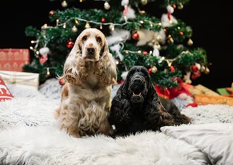 Vánoce bez nehod se psem i kočkou