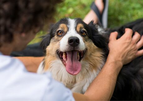 8 tipů na spokojený a zdravý psí život