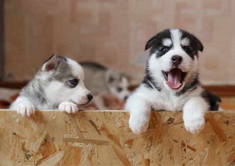 Příchod štěněte: Základní výbava a příprava