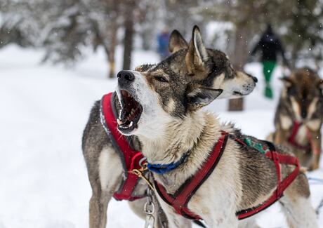 Proč váš pes vyje a co s tím dělat?