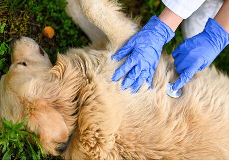 Až 80 % majitelů neumí poskytnout první pomoc pro psa. Zjistěte, jak na to.