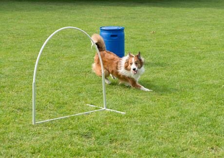 Nový psí sport Hoopers: Zabaví i vašeho psa?