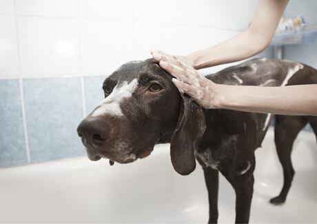 Jak správně koupat a kartáčovat psa