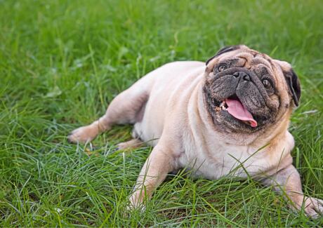 Jak a čím krmit psa s nadváhou: Rady odborníků