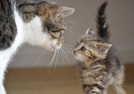 Výživa kočky podle věku: Od kotěte po seniorku