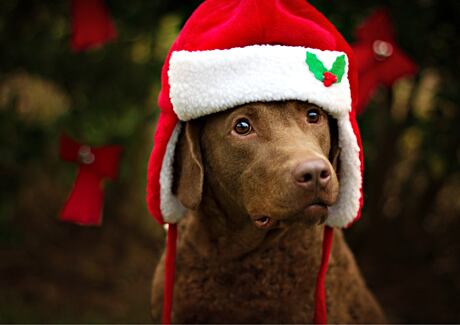 Čím krmit a nekrmit psa o Vánocích?