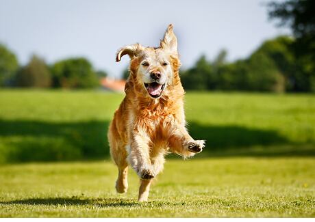 Artritida u psa není artróza. Jak jim čelit?