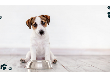 Můj parťák nechce jíst - Nechutenství u psů: Jak zařídit, aby zase baštil?