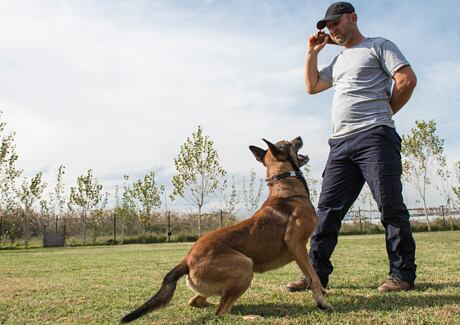 Výchova psa: Pozitivní asociace