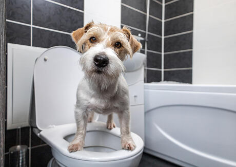 Zvracení a průjem u psa: co tyto potíže značí a jak je řešit?