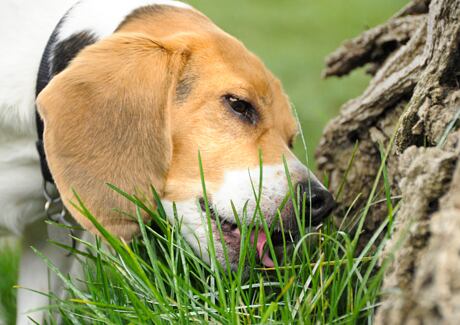Proč pes žere trávu: 4 hlavní důvody