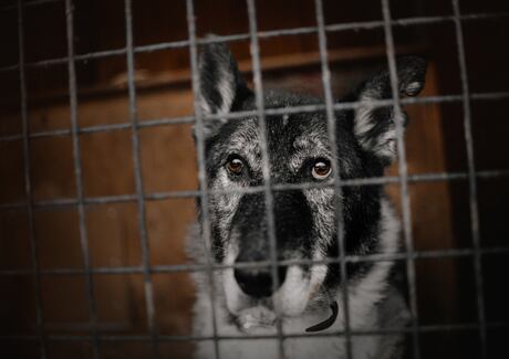 Adoptujte psího seniora z útulku: 7 důvodů pro