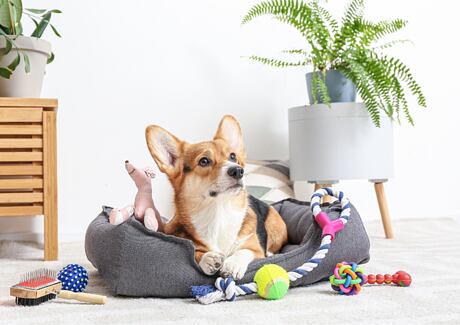 Základní výbava pro psa: co koupit před jeho pořízením?