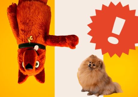 Jak vybrat ty nejlepší granule pro štěně