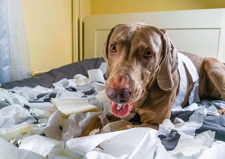 Separační úzkost u psa a jak ji řešit?