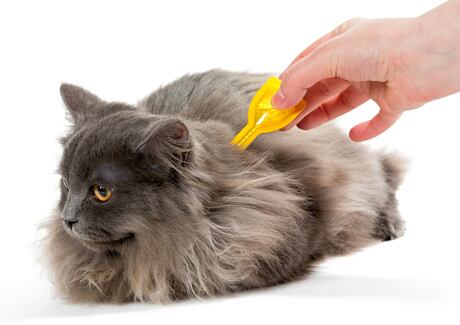 Klíšťata u koček: Jak na vyndání a účinnou prevenci