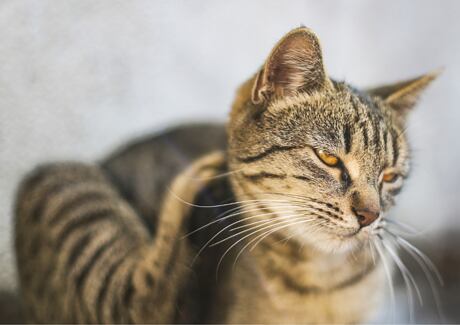 Co dělat, když se pes nebo kočka drbe?