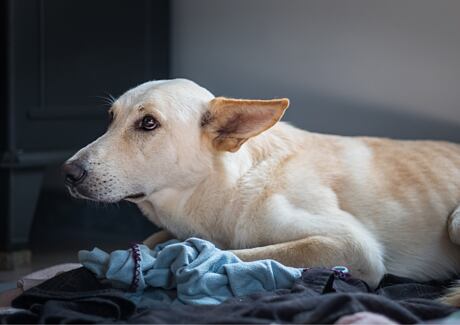 Trápí vašeho psa stres? Tipy, jak na něj