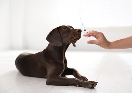 Tetanus u psa: Jak parťáka ochránit?