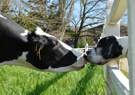 Pes a hovězí maso: Výhody a nevýhody