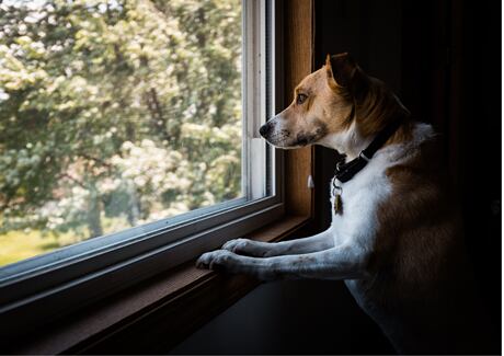 Pes sám doma: Jak ho zabavit?