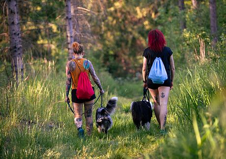 Cestování se psem - co byste před výletem s vaším mazlíčkem měli vědět?