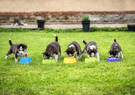 Čím správně krmit štěně?