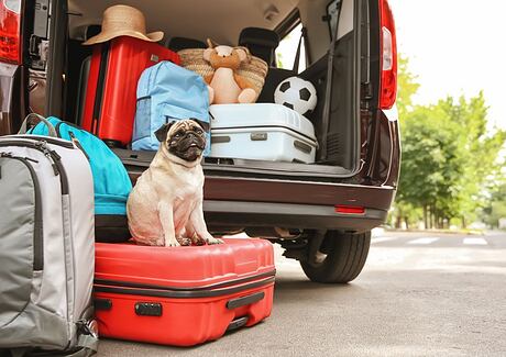 Dovolená se psem: Co potřebujete do zahraničí?