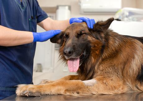 Žaludeční problémy u psa: Torze a zánět žaludku