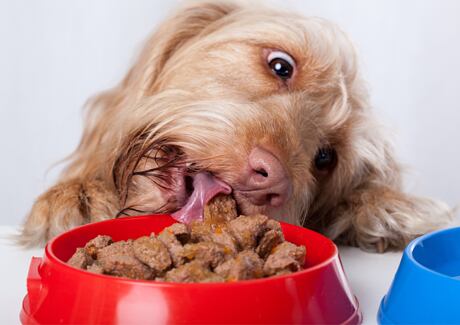 Hltání u psa: Co opravdu zabírá?