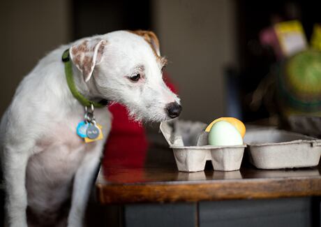 Velikonoční recepty pro psy a kočky