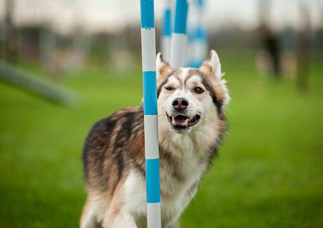 Krmivo pro aktivního psa: Tipy na vyváženou stravu