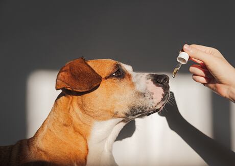 Proč pes potřebuje lososový olej?