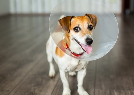 Jak krmit psa či kočku po kastraci