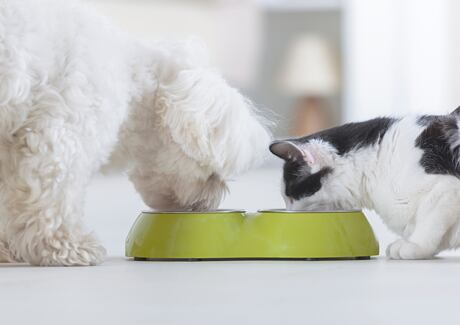 Rozdělení krmiv pro psy a kočky podle kvality: Lze výrobcům věřit nebo jde o marketingový trik?