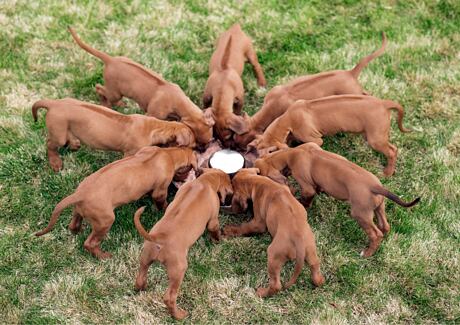 9 nejčastějších otázek ohledně krmení štěňat. Trápí i vás?
