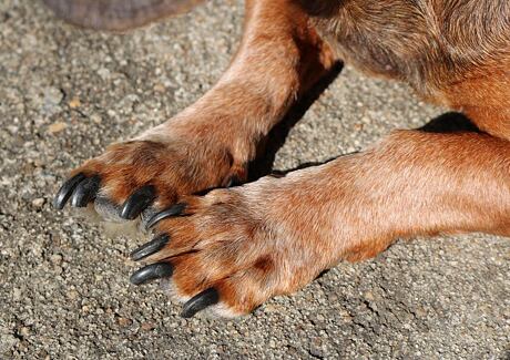 7 tipů jak stříhat psovi drápy – snadno a bezbolestně